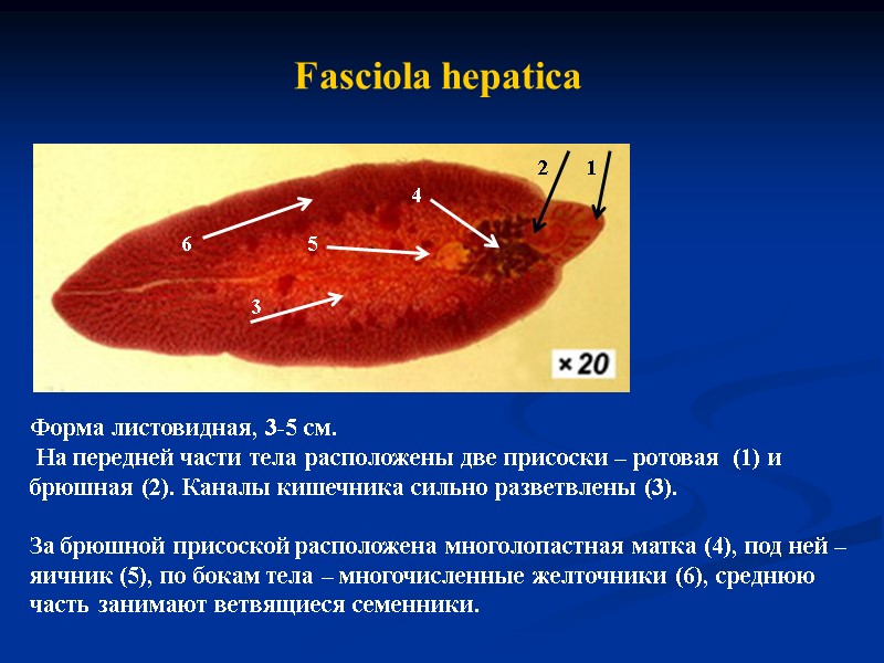 Fasciola hepatica Форма листовидная, 3-5 см.  На передней части тела расположены две присоски
